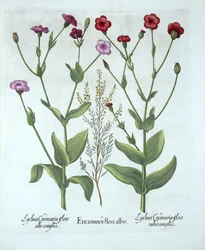 ヘザーと2種類のLychnis、Hortus Eystettensis作、Basil Besler（1561-1629）、パブ。 1613（手塗りの彫刻）