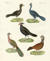 暑い国のヘンのような鳥（彩色彫刻