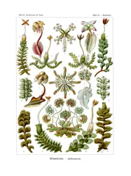 肝科、1899-1904