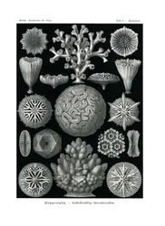 ヘキサコララ、1899-1904