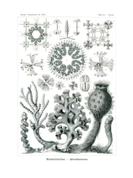 ヘキサクチネラ、1899-1904