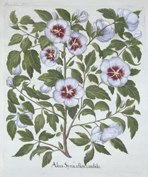 Hortus EystettensisからのHibiscus syriacus、Basil Besler（1561-1629）、パブ。 1613（手塗りの彫刻）
