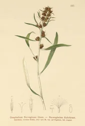 ハイランドカッドウィード（Gnaphalium norvegicum）
