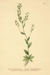 Hoary Whitlow-grass（ドラバトーマスイ）