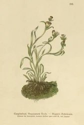コップウィードホップ（Gnaphalium Hoppeanum、Omalotheca hoppeana）