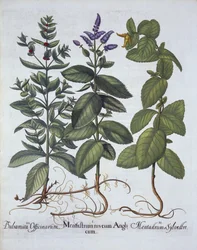 Hortus EystettensisのBasmin Besler（1561-1629）によるパブのホースミントとスペアミント。 1613（手塗りの彫刻）