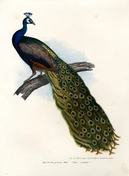 インド青クジャク、1864