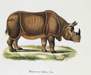 インドサイ（Rhinoceros indicus）、Johann Christian Daniel von Schreber（1739-1810）著「Mammals illustrated from Nature with descriptions」より、A Fleischmannによる彫刻・図版、第6-7巻、表317-D-D、ドイツ
