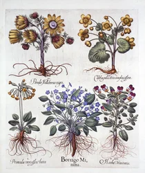 Ipheion Rolf Fiedler Spring Starflower、Marsh Marigold、Pseudo Helleborus、Viola Tricolor、Cowslip、Hortus Eystettensis、Basil Besler（1561-1629）、パブ。 1613（手塗りの彫刻）