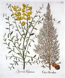 イタリアのサイプレスとスペインのほうき、Hortus Eystettensis作、Basil Besler（1561-1629）、パブ。 1613（手描きの彫刻）