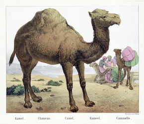 カメル。/ Chameau./ キャメル/ カメル。/ Cammello, pub.19世紀半ば（手彩色リトグラフ