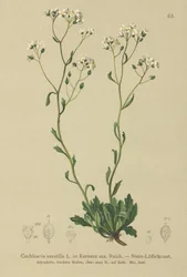 ケルネラ（Kernera saxatilis、Cochlearia saxatilis）
