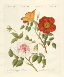 薔薇の種類（彩色彫刻