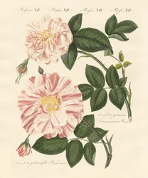 薔薇の種類（彩色彫刻