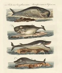 クジラの種類