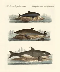 クジラの種類