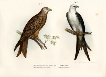 カイト、1864