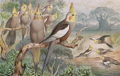 オカメインコ, 『Brehms Tierleben: Allgemeine Kunde des Tierreichs』第5巻60頁より, Bibliographisches Institut刊, 1892