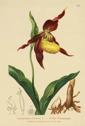 レディーススリッパ（Cypripedium Calceolus）