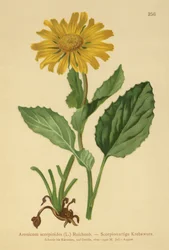 大輪ヒョウのベイン（Aronicum scorpioides、Doronicum grandiflorum）