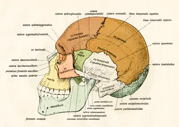 人間の頭蓋骨の骨の側面図