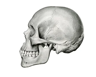 人間の頭蓋骨の側面図