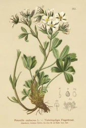 緩いチンクエホイル（Potentilla caulescens）