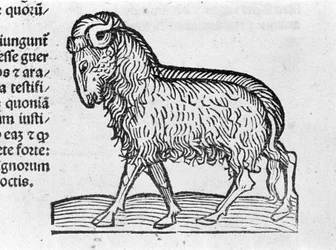 Le Aquarius - In Treatise by Johannes Angeli De Magnisconnectionibue annorum revolutionibus ac eorum pefectionibus.アウグスブルク、エルハルト・ラトドルト