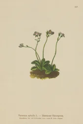 葉のない茎をしたスピードウェル（Veronica aphylla）