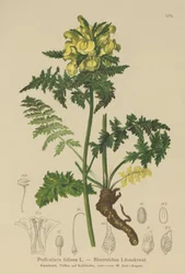 緑豊かなシラミ（Pedicularis foliosa）