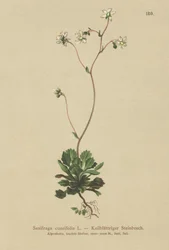 レッサーロンドンプライド（Saxifraga cuneifolia）