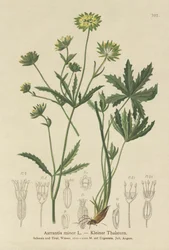 レッサーマスターワート（Astrantia minor）