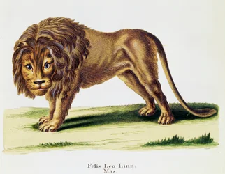 ライオン（Felis leo）、Johann Christian Daniel von Schreber（1739-1810）著「Mammals illustrated from Nature with descriptions」より、H I Tisroffによる彫刻、第3巻、表97-A、ドイツ