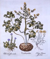 ライオンの葉と高山の花、Hortus Eystettensis、Basil Besler（1561-1629）、パブ。 1613（手描きの彫刻）