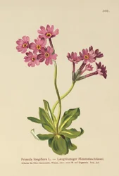 長咲きサクラソウ（Primula longiflora）