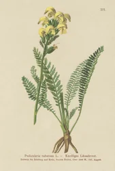 長いくちばしの黄色のシラミ（Pedicularis tuberosa）