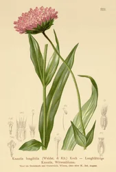 長い葉の未亡人の花（Knautia longifolia）