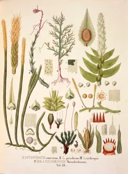 LycopodiumとBrachymenium、表XX（Johann Baptist Von SpixとCarl Friedrich Von Martiusの「Plantarum Cryptogamicarum Brasiliensium」より）。