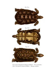 マダガスカル産クモガタ（カラーリトグラフ