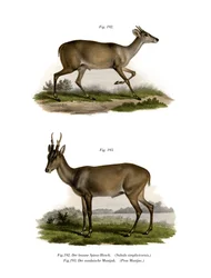 マザマ、1860