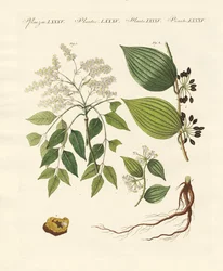 薬用植物
