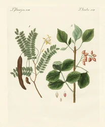 薬用植物