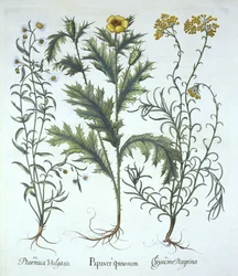 バジルベスラー（1561-1629）のパブによるHortus Eystettensisのメキシコのポピー、シーサイドストローフラワー、およびクサカゲロウ。 1613（手塗りの彫刻）