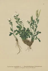 ミグネットの葉の苦いクレス（Cardamine resedifolia、Arabis bellidioides、Cardamine heterophylla）