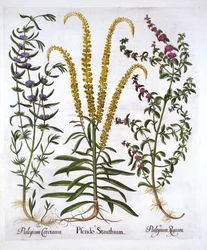 Hortus Eystettensis出身のMignonette、Pennyroyal、Marsh Mint、バジルベスラー（1561-1629）、パブ。 1613（手描きの彫刻）