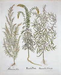 Hortus Eystettensis出身のMignonette、Southernwood、Tarragon、Basil Besler（1561-1629）、パブ。 1613（手塗りの彫刻）