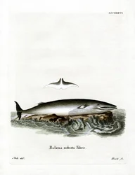 ミンククジラ（彩色済み彫刻