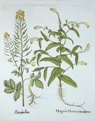 Hortus Eystettensisのマイタークレスとホワイトマスタード、バジルベスラー（1561-1629）、パブ。 1613（手塗りの彫刻）