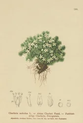 Mossy Cyphel（Cherleria sedoides、Minuartia sedoides、Alsine Cherleri）