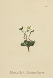 苔状のSaxifrage（Saxifraga bryoides）